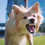 dog barking to camera